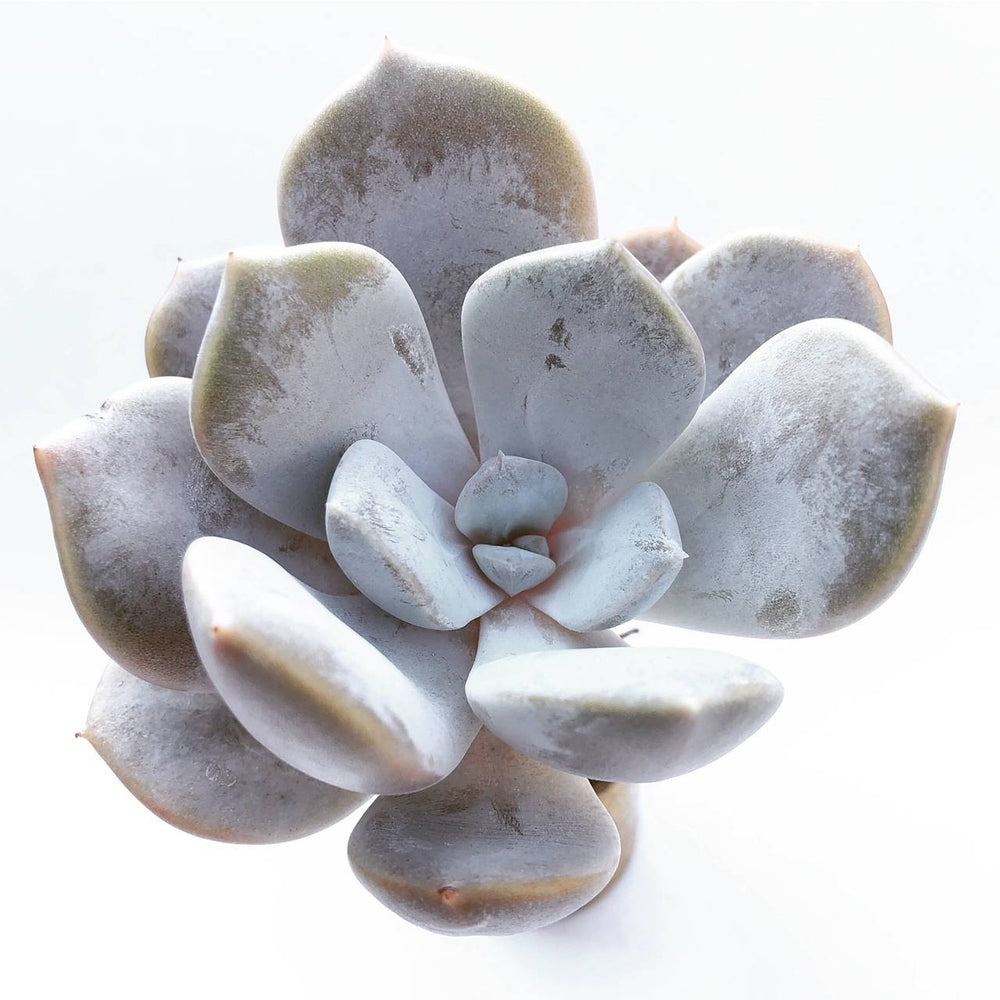 SALE! Echeveria Tiramisu