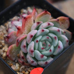 PRESALE Echeveria Jackal, (Random)