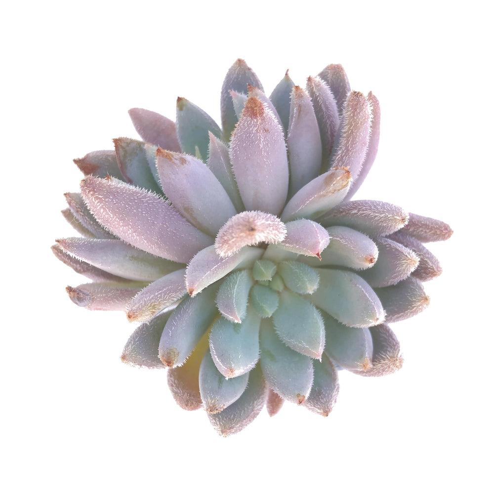 succulents hamilton SPECIAL REQUEST- Echeveria Hamilton