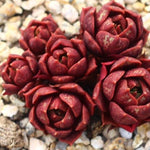 PRESALE Echeveria Longissima Sp.