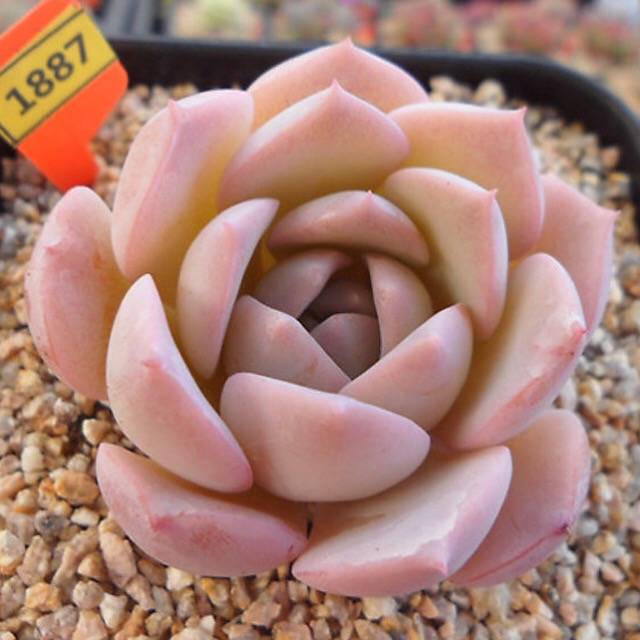 PRESALE Echeveria Amazing Grace, (Not so Random)