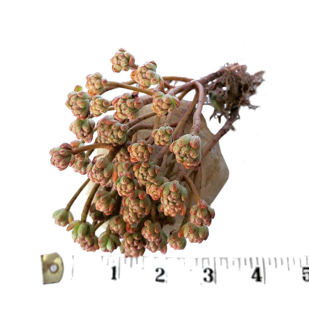 Aeonium Sedifolius, Cluster