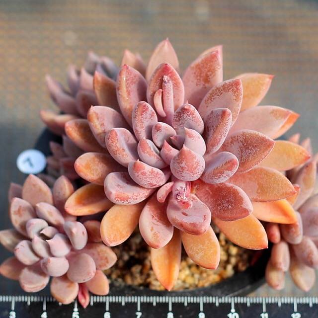 PRESALE Echeveria Sugar Jelly Cluster, (Random)