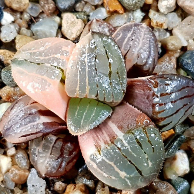 Haworthia Springbokvlakensis, Variegated, (Video)