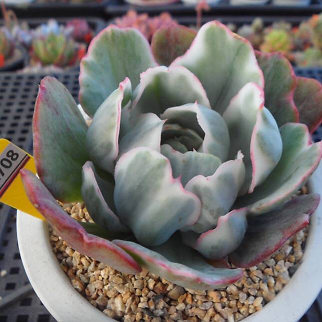 PRESALE Echeveria Berkeley Light, (Not so Random)