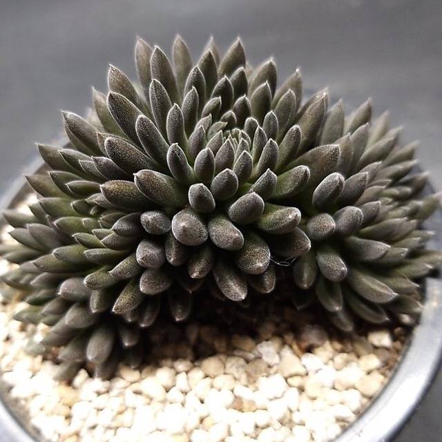 PRESALE Sinocrassula Yunnanensis, (Random)