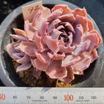 PRESALE Echeveria Shaviana Madre Del Sur, (Random)