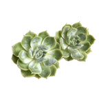 The GOOD, The BAD and The UGLY SALE! Echeveria Onslow (Random)