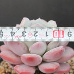 FLASH SALE! PRESALE Echeveria Ice Cream, (Random)