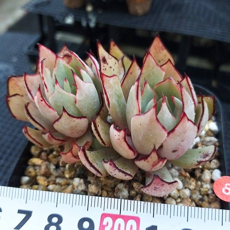 PRESALE Echeveria Strictiflora v Nova, (Not so Random)