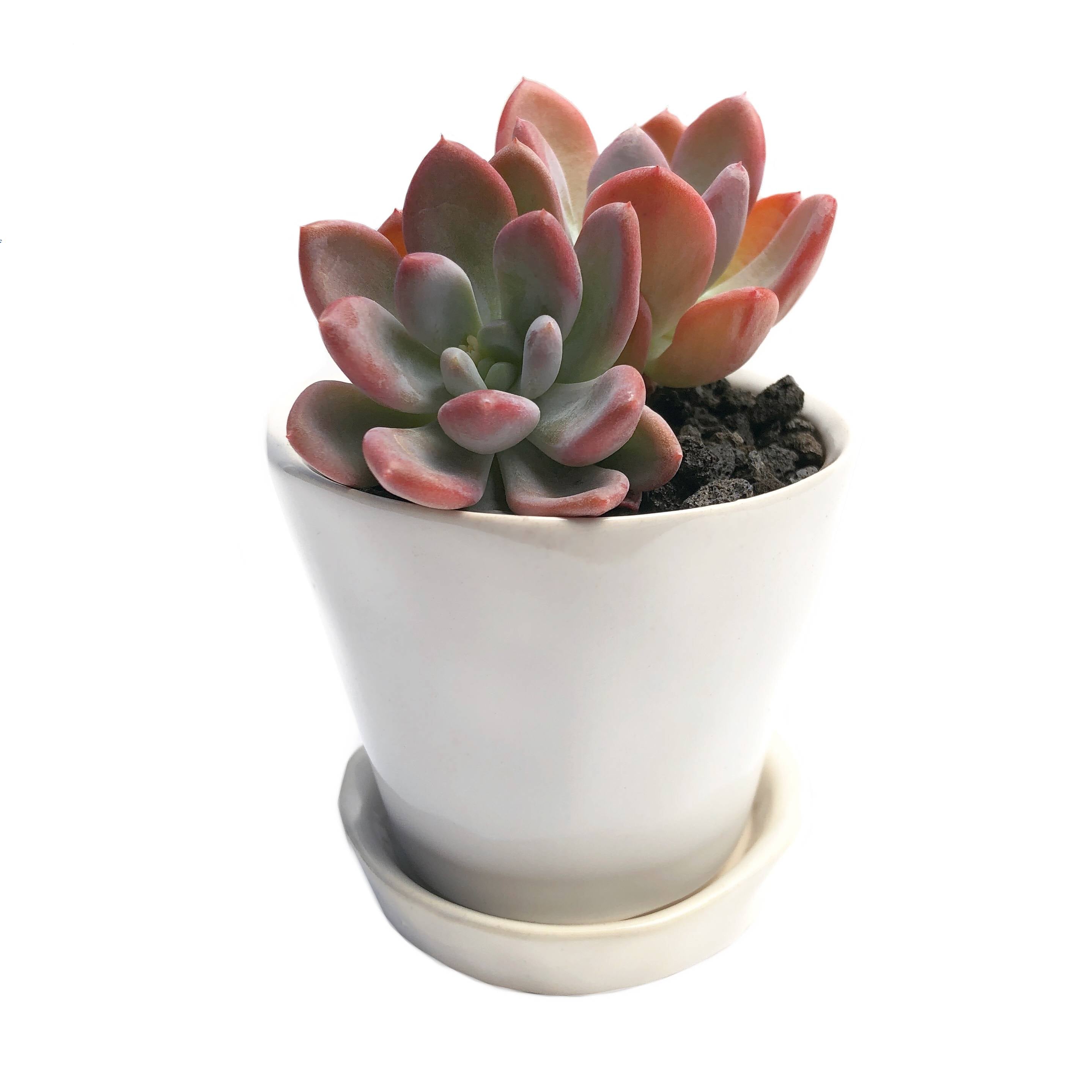 chive succulents 3" Chive Asymmetrical Pot- White