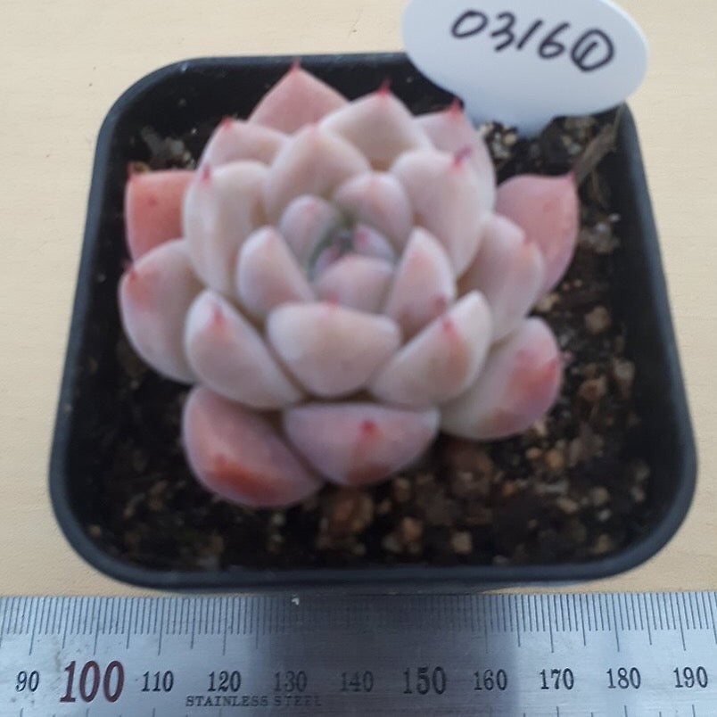 SPECIAL!! JUST CART! PRESALE Echeveria Alba Beauty, (Not so Random)