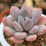 PRESALE Echeveria Sp., (Random)