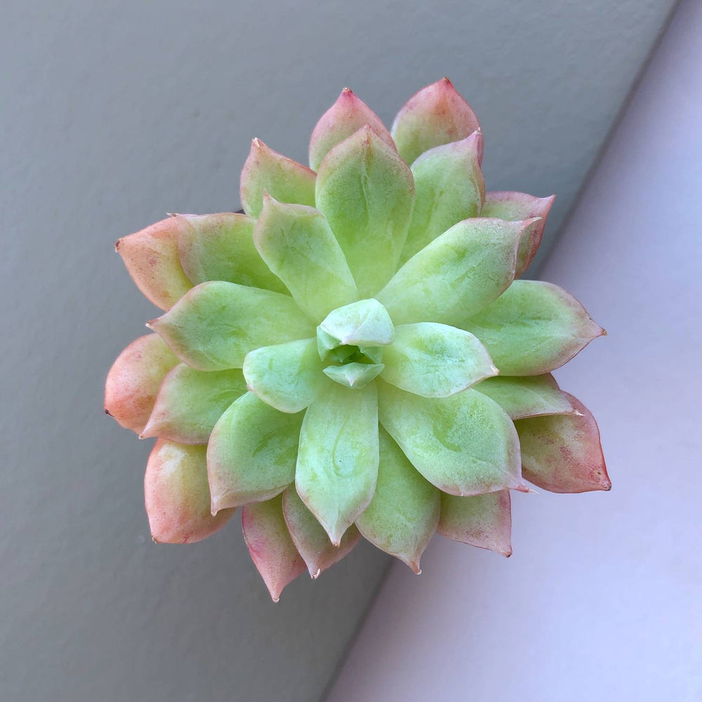 SALE! Echeveria Bradburiana, (Randomish)