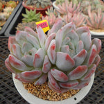 (RESERVED) Echeveria HOSIKAGE, Double