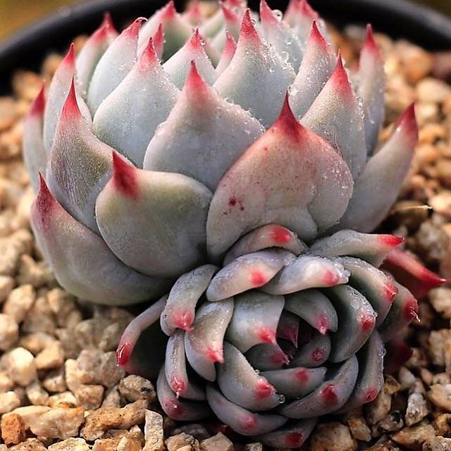 SPECIAL! JUST CART!! PRESALE Echeveria Momotarou (Half Way Through with MIMM)