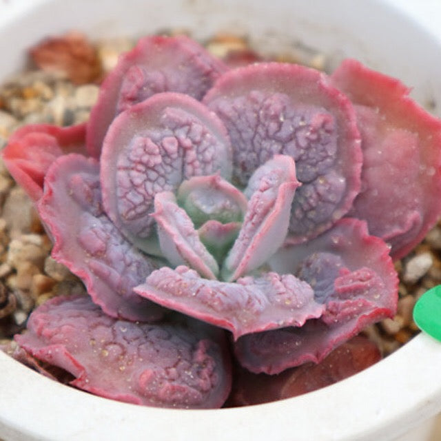 PRESALE Echeveria Linguaas, (Random)