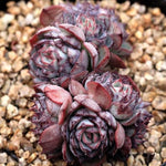 PRESALE Echeveria Encino