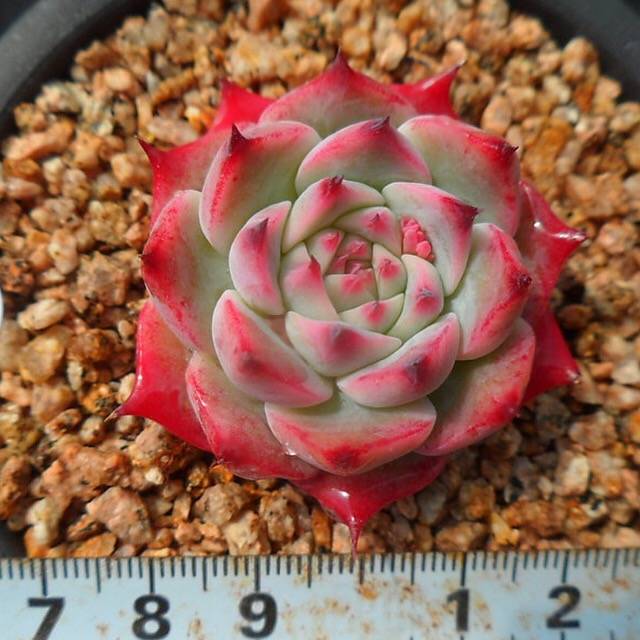 PRESALE Echeveria Chihuahuaensis, (Not so Random)