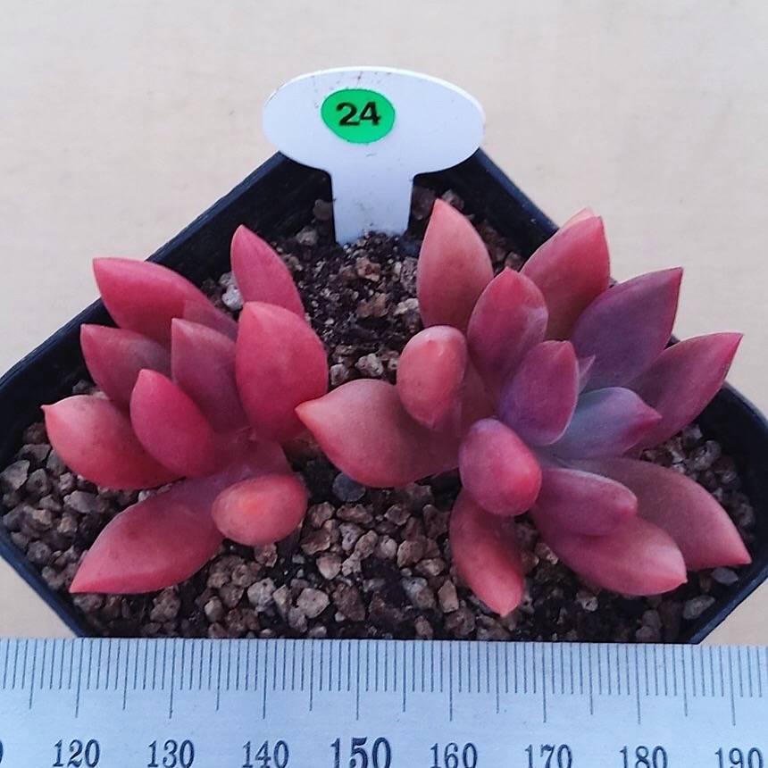 (RESERVED) Echeveria Sp., Double