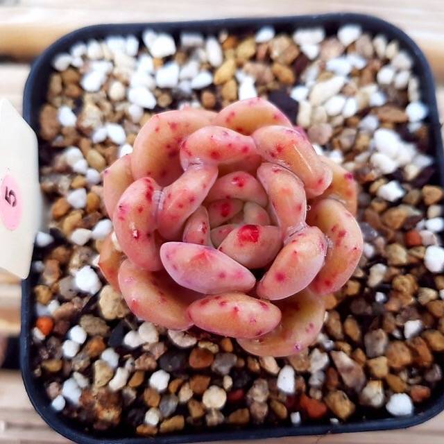 PRESALE Echeveria Ariel, (Random)