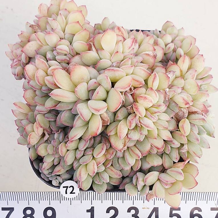 PRESALE Echeveria Brave Cristata, (Random)