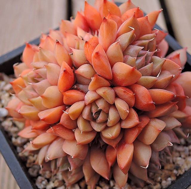 PRESALE Echeveria Sp, Cluster, (Not so Random)