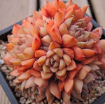 PRESALE Echeveria Sp, Cluster, (Not so Random)