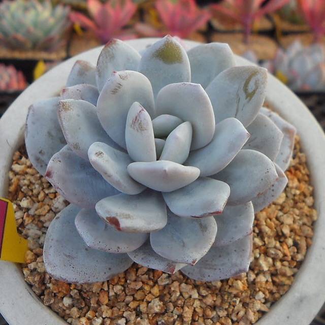 Echeveria Lauii, (Random)