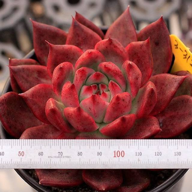 Echeveria Red Plum