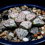 Haworthia Picta 'Pandora,' (Video)