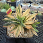 Crassula Justi Corderoyi