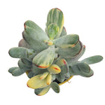 Cotyledon Orbiculata, Variegata, (Video)