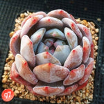 Echeveria Orange Monroe, (Random)