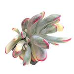 SPECIAL REQUEST- Cotyledon Orbiculata, Variegata (Narrow Form)