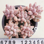 PRESALE Pachyphytum Machucae, (Random)