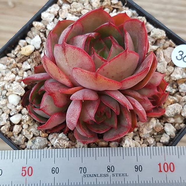 SPECIAL! JUST CART!! PRESALE Echeveria Yangjin, (Not so Random)