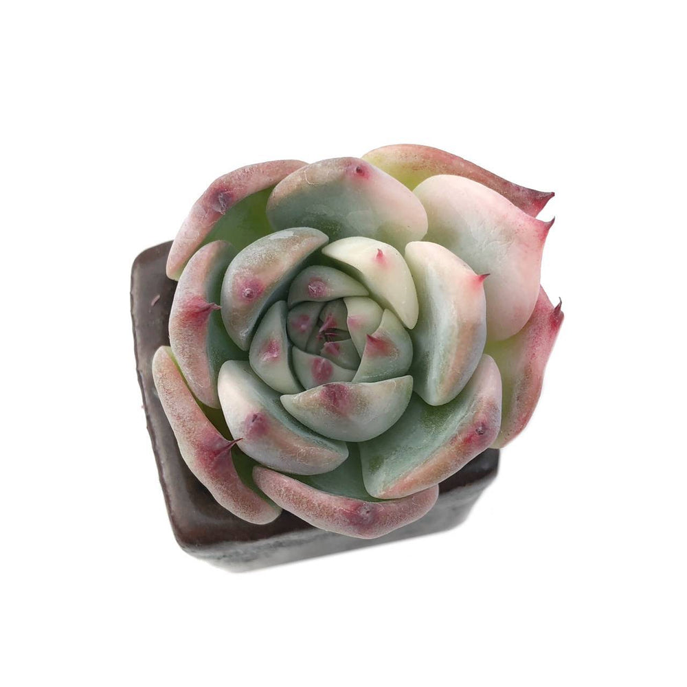 Sale! Echeveria Chihuahuaensis, Variegata