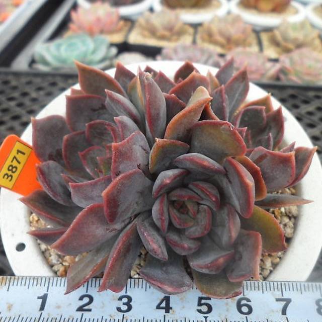 Echeveria Dark Ice