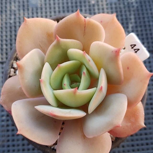 Echeveria White Snow, (Random)