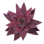 The Good, The Bad and The UGLY! Echeveria Agavoides Amethyst
