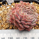 PRESALE Echeveria Tuxpan, Cristata, (Random)