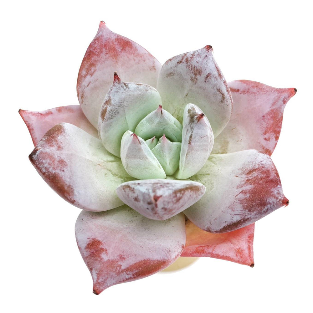 Echeveria Mexican Giant Hybrid (Pulling two leaves)