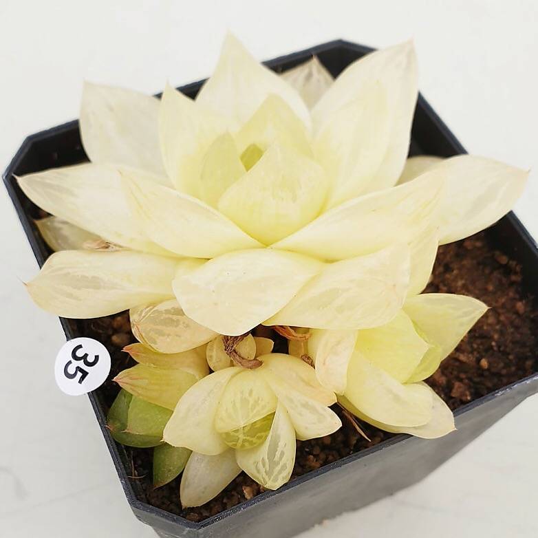 PRESALE Haworthia Cymbiformis f. Variegata, (Random)