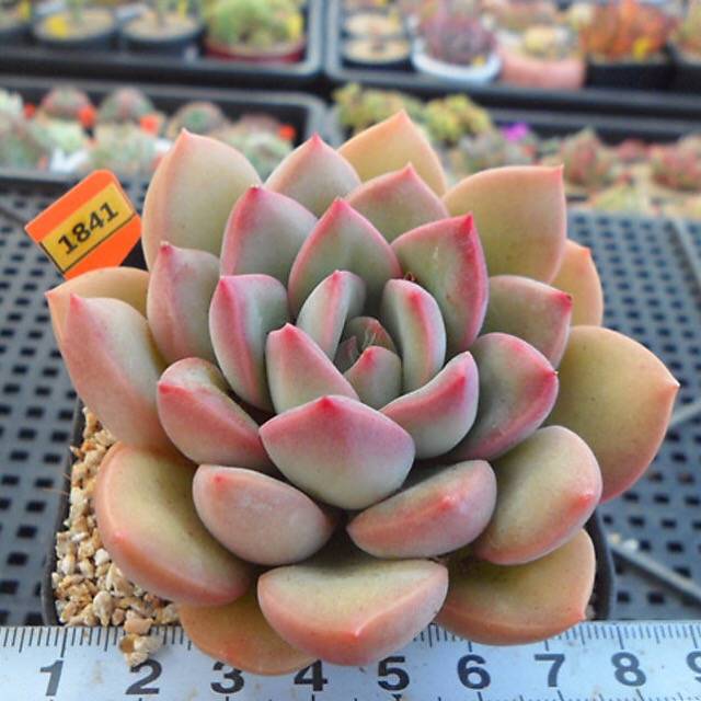 chubby cheeks succulent PRESALE Echeveria Chubby Lips, (Not so Random) – Cedar Creek Farmhouse