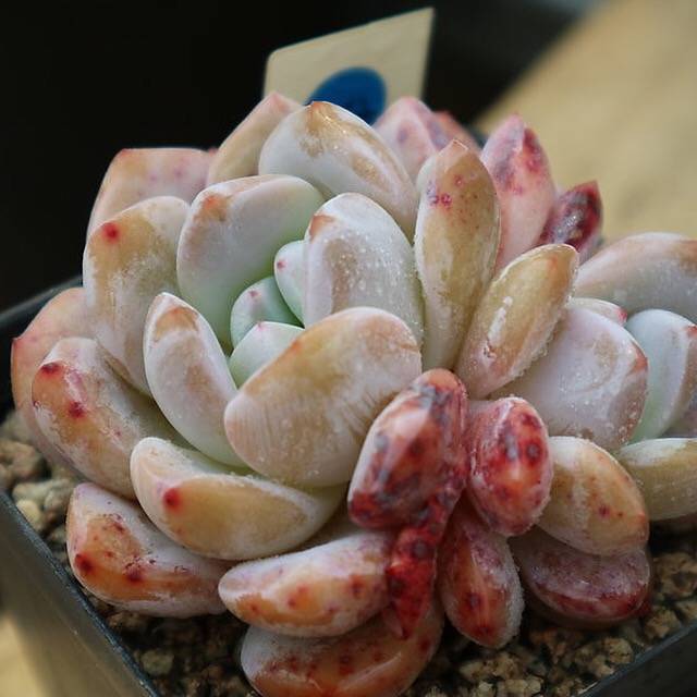 PRESALE Echeveria Orange Monroe, Double, (Not So Random)
