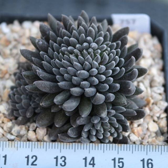 PRESALE Sinocrassula Yunnanensis, (Random)