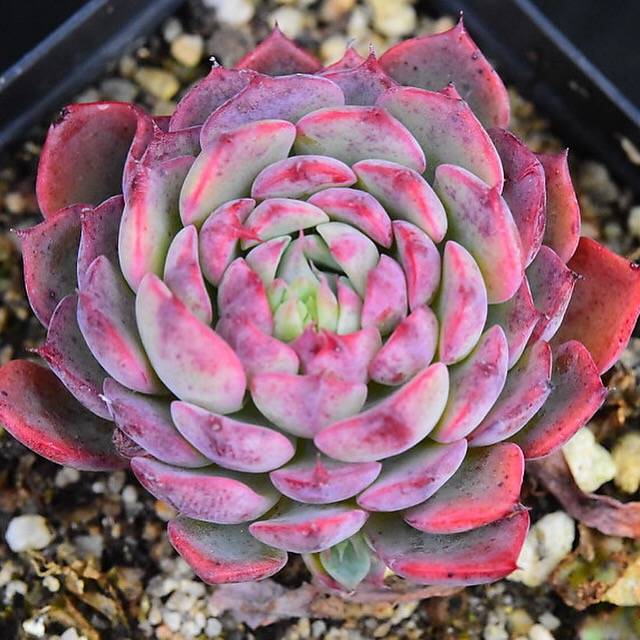 PRESALE Echeveria Sierra, (Random)