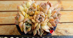 PRESALE Echeveria Charming, Cluster, (Random)