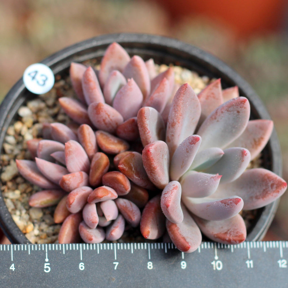 FLASH SALE! PRESALE Echeveria Sugar Jelly-- Clusters! (Random)- SIX LEFT :)